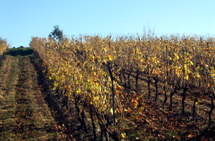 Vignes du Domaine Valjulius